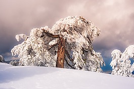 松,天空,雪