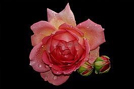 玫瑰,開(kāi)花,玫瑰綻放