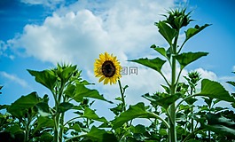 性質(zhì),鮮花,花