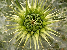 植物,關(guān)閉工廠,水飛薊
