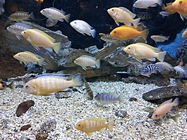 水族館,魚,觀賞魚