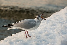 鳥(niǎo),性質(zhì),動(dòng)物世界