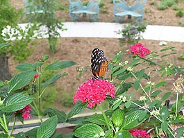 蝴蝶,花園,自然