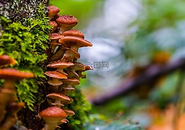 秋季,背景,蘑菇