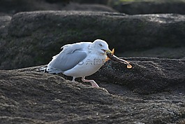 海鷗,鳥,動(dòng)物