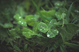 鮮花,羅莎,宏