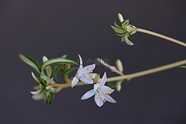 花,鮮花,白