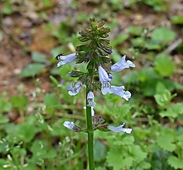 野生penstemon,花,開花