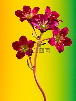 花,宏,顏色