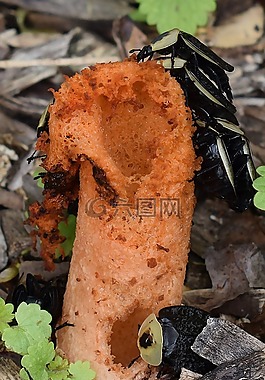 stinkhorn真菌,mutinus线虫,美国的腐尸甲虫