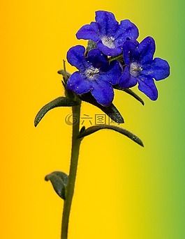 花,宏,顏色