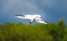 海鷗,鳥,飛行