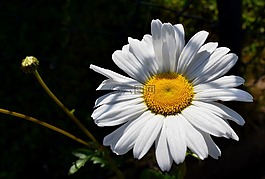 瑪格麗特,開花,花園