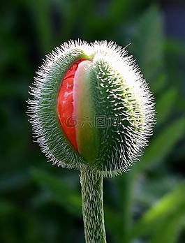 罌粟,芽,紅色
