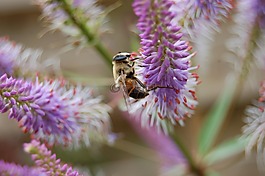 蜜蜂,大黃蜂,bug