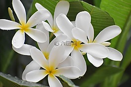 鮮花,白,花瓣