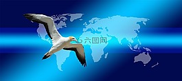 大洲,地球,鳥