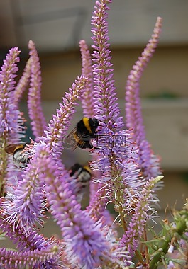 蜜蜂,大黃蜂,bug