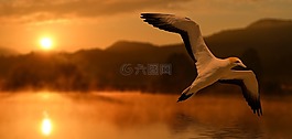 鳥,日落,abendstimmung