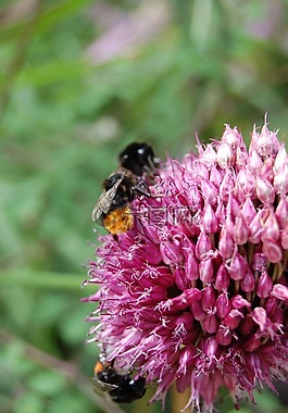 蜜蜂,大黃蜂,bug