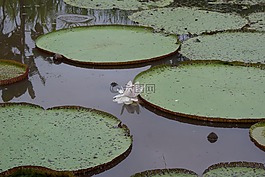 帕卡亚samiria,国家储备,池塘