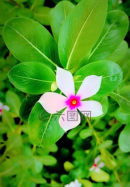 花,自然,葉