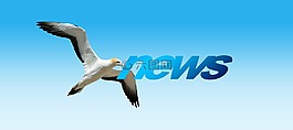 新聞,北方塘鵝,動物世界