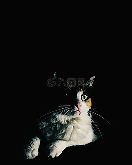 猫,加塔,肖像