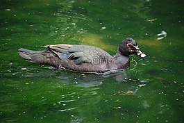 鴨,鳥,野生