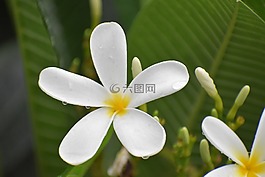 花,開花,白