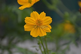 黃色花,模式,花瓣