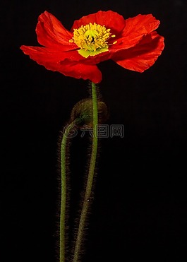 罌粟,開花,宏