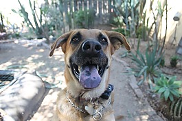 德國牧羊犬,寵物,狗