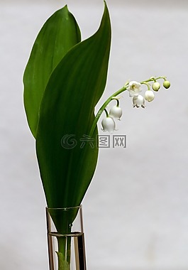 鈴蘭,convallaria majalis,春天