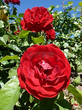 布什,花,玫瑰