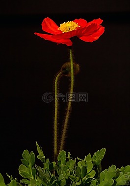 罌粟,開(kāi)花,宏