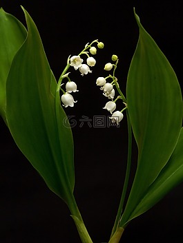 鈴蘭,convallaria majalis,春天