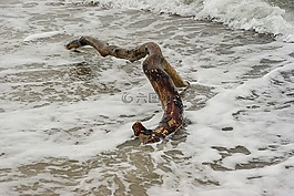 波羅的海,海灘,沖浪