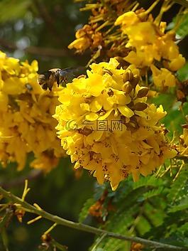 大黃蜂,鮮花,樹