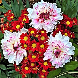 鮮花,秋花束,白