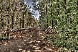 森林路徑,森林,holzstapel