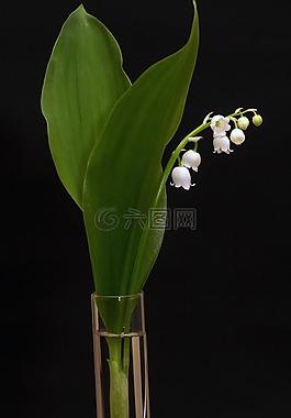 鈴蘭,convallaria majalis,春天