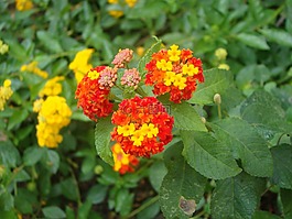 鮮花,灌木,春