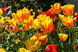 郁金香,郁金香花,鲜花
