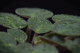 葉,羅莎,滴