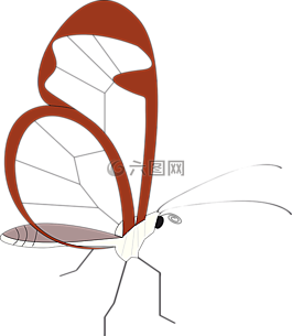 蝴蝶,昆蟲,動物