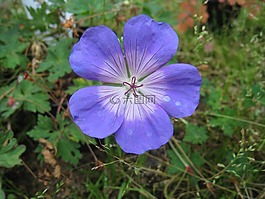 花卉,藍(lán)色,夏天