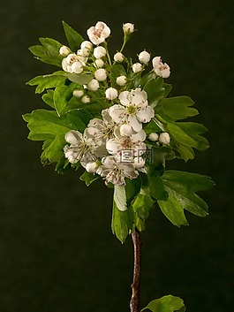 開花,鮮花,宏