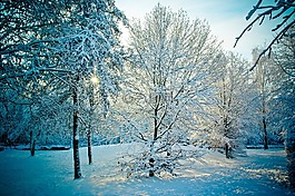 寒冬,雪,树木