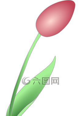 郁金香,花,紅色